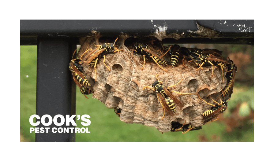 Wasps congregating on a grey, textured nest attached to a metal bar, with the logo for Cook's Pest Control visible.