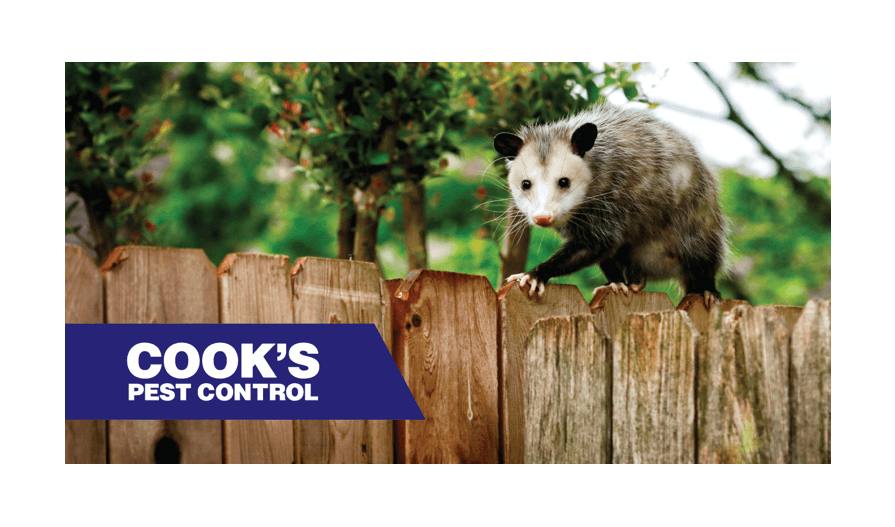 An opossum perched on a wooden fence with foliage behind and Cook's Pest Control logo.