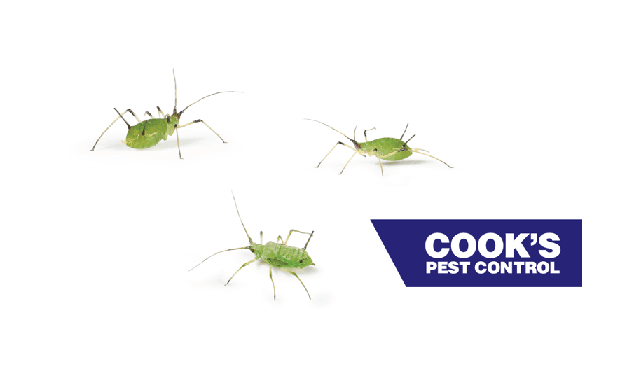 Three green aphids on a white background with the Cook's Pest Control logo to the right.