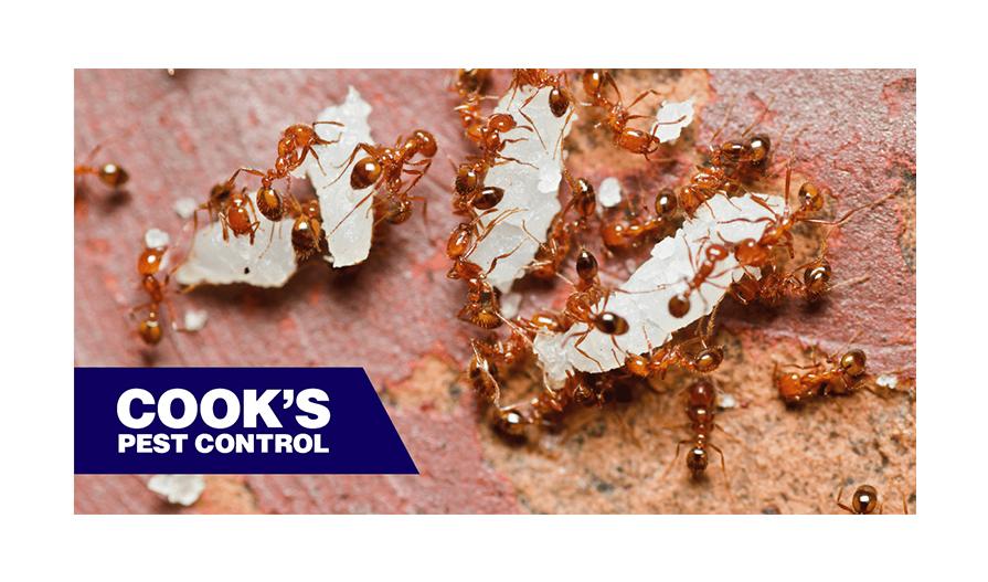 Fire ants carrying food with "Cook's Pest Control" logo.