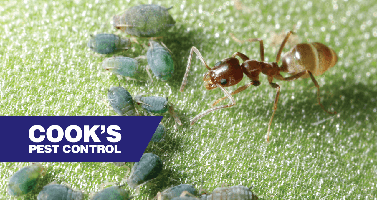 Ant and aphids on a leaf with Cook's Pest Control logo.