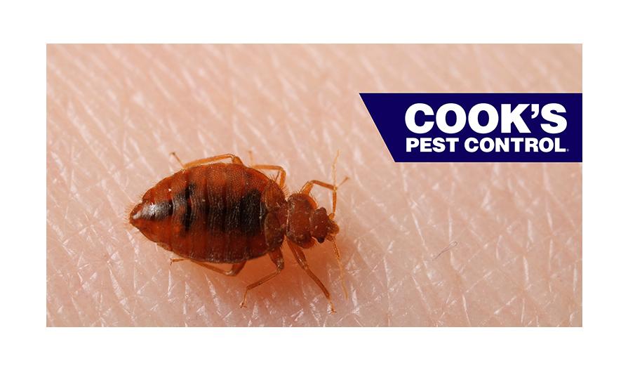 Close-up of a brown bedbug on textured skin with Cook's Pest Control logo in the corner.