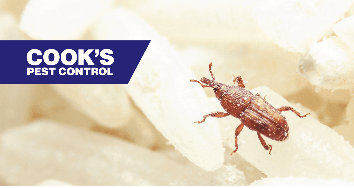 A reddish-brown weevil on a white grain background with Cook's Pest Control logo on top left.