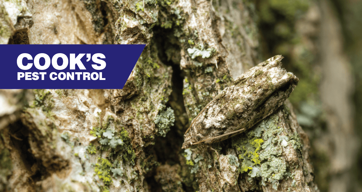 A moth camouflaged against a tree bark with lichens and the Cook's Pest Control logo.