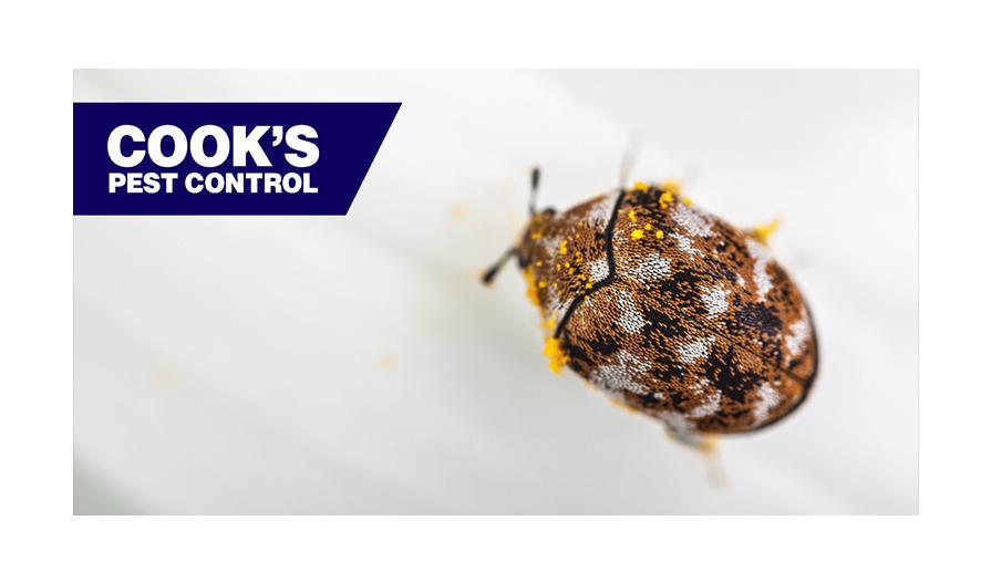 A close-up image of a mottled brown and white beetle with yellow particles on it, against a light background, with the "Cook's Pest Control" logo in the upper left corner.