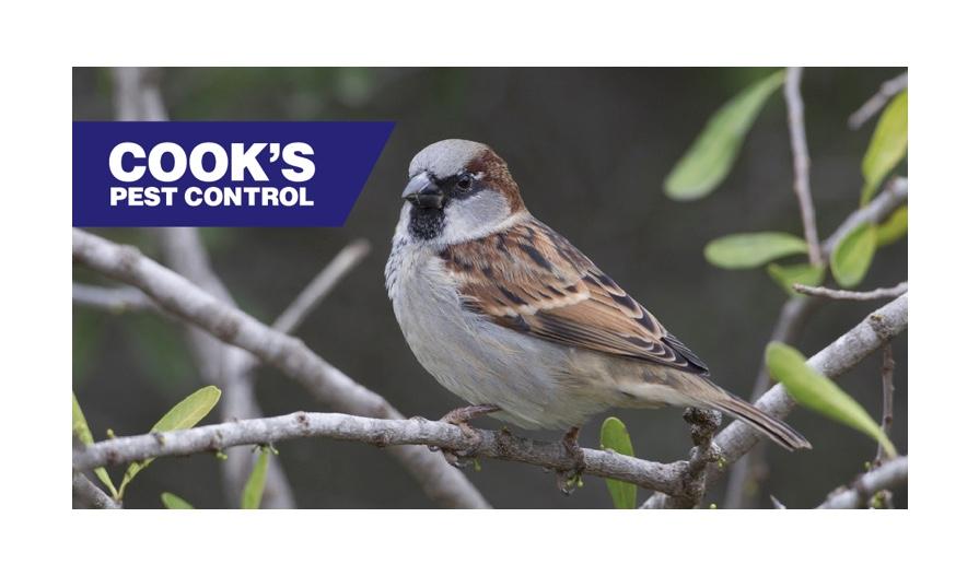 A house sparrow perched on a branch with green leaves in the background and the Cook's Pest Control logo in the upper left corner.