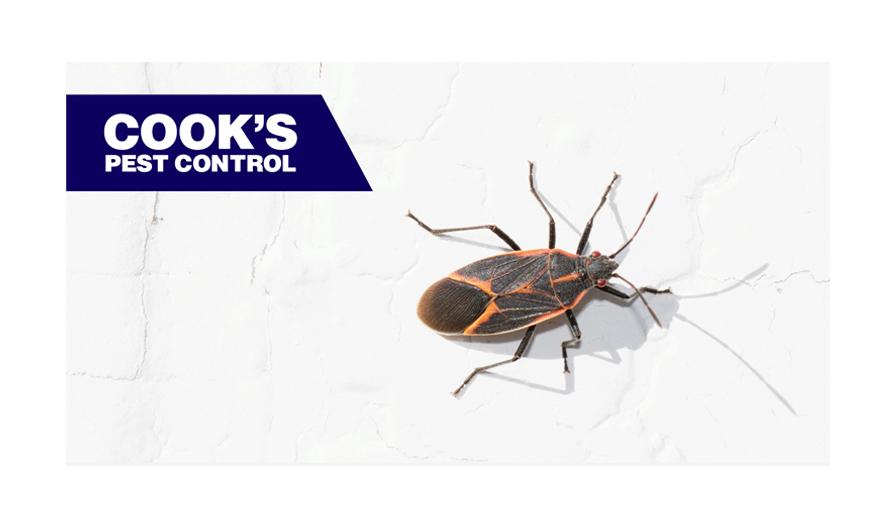 Boxelder bug crawling on a white cracked wall, with the logo of Cook's Pest Control