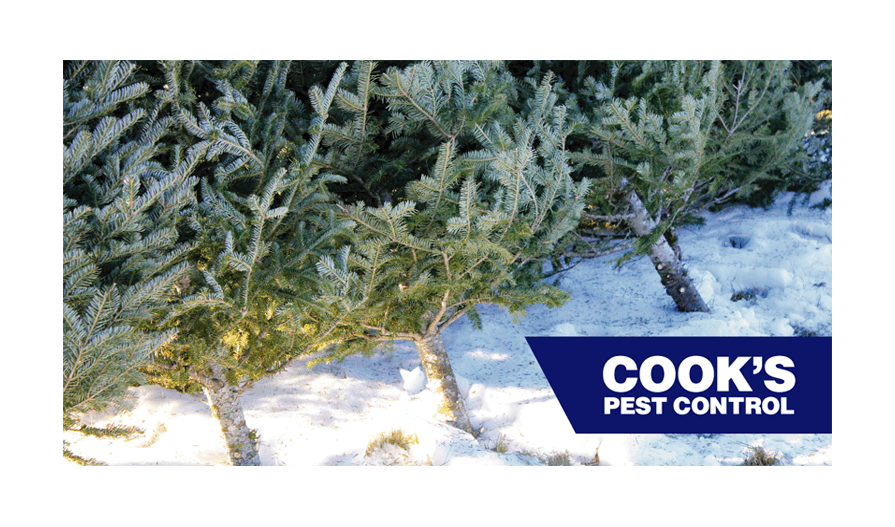 Several pine trees leaning over in the snow with Cook's Pest Control logo.