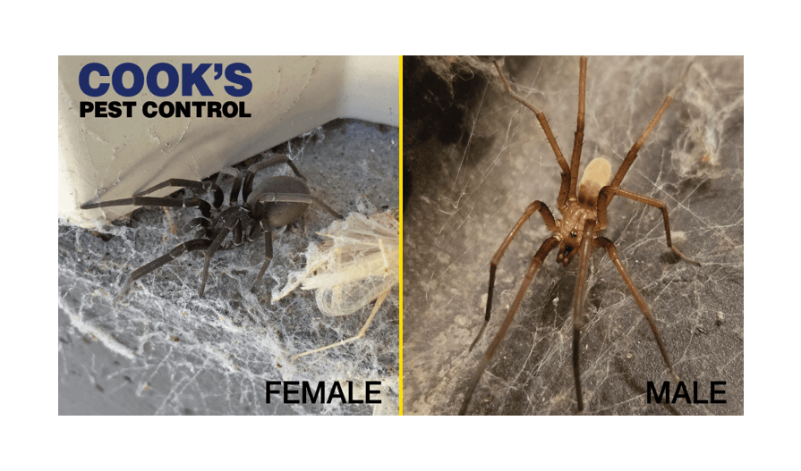 Comparison photo of crevice weaver spiders, male and female, Cook's Pest Control logo in corner.