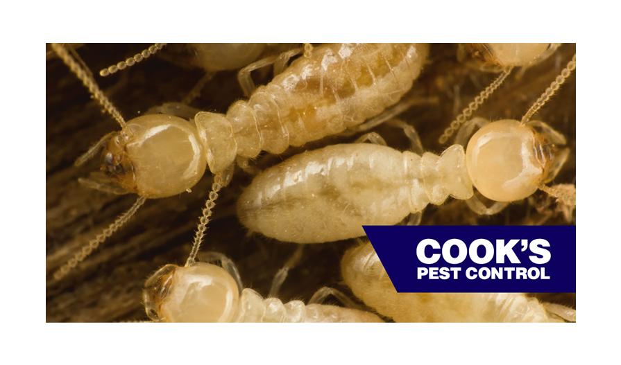 Close-up image of translucent termite workers in a colony with their antennae visible, against a dark background, with the Cook's Pest Control logo at the bottom.