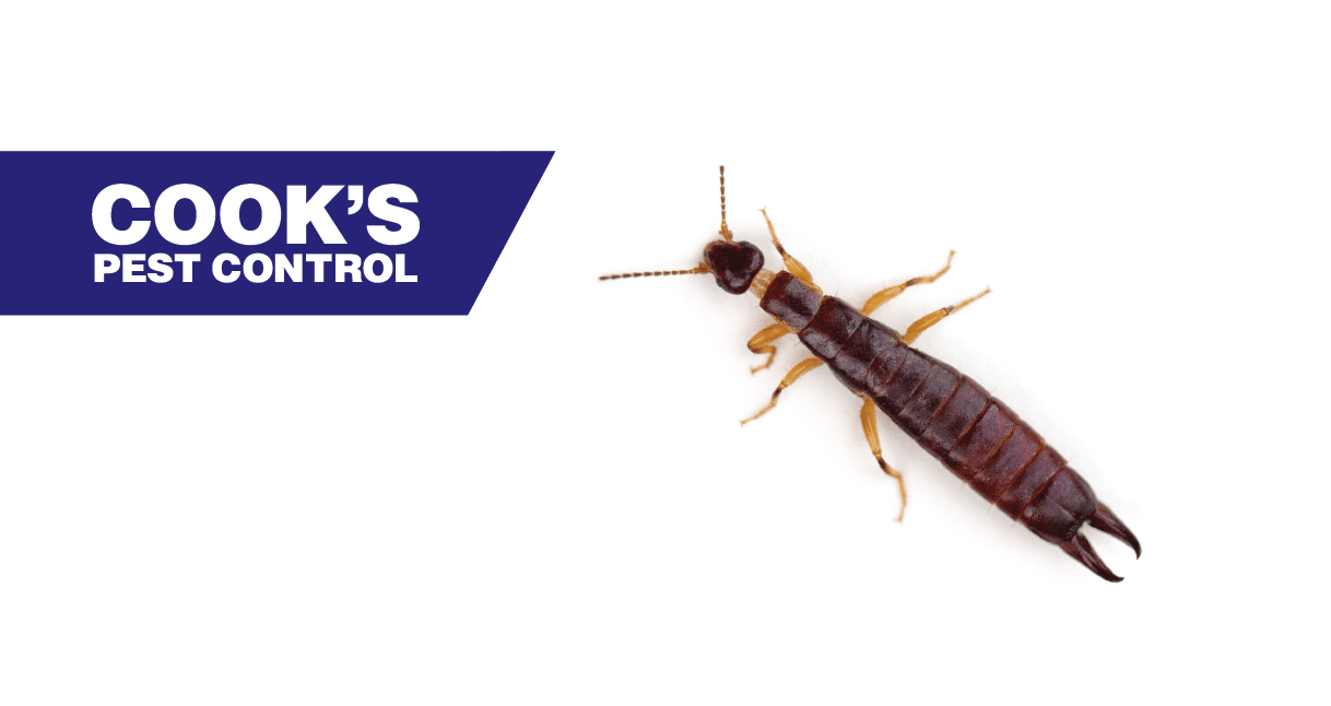 Closeup of an earwig bug on a stark white background with Cook's Pest Control logo.