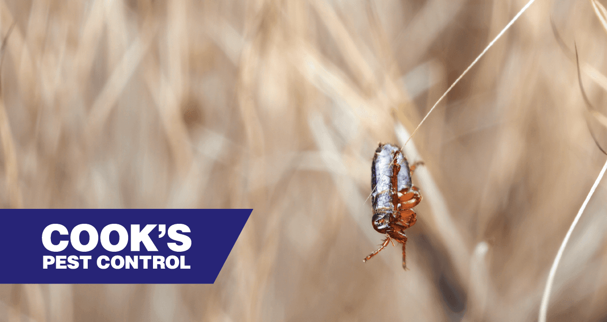 Flea perched on a strand of dry grass with Cook's Pest Control logo.