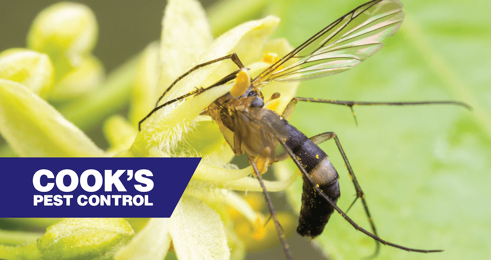 Closeup shot of a fungus gnat on a flower with Cook's Pest Control Logo