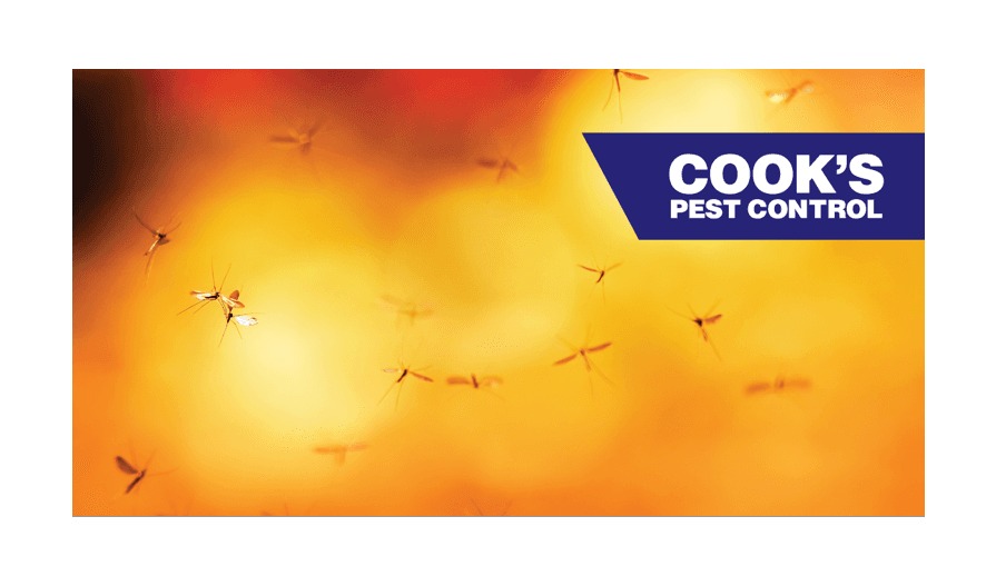 Several mosquitos flying against a background with warm colors and Cook's Pest Control logo.