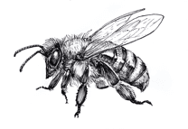 Realistic drawing of a honeybee with visible wings and body hair detail.