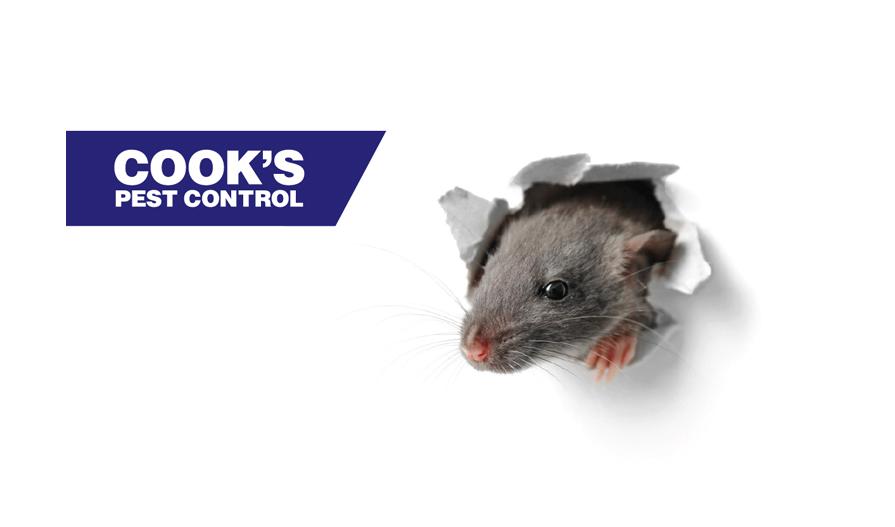 A mouse peeking through a torn hole with the Cook's Pest Control logo on the upper left side.