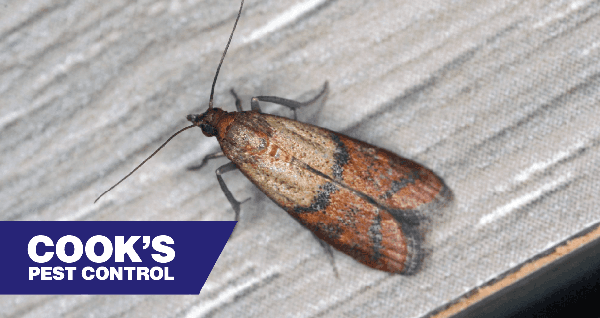 An Indian meal moth on a textured grey surface, with the blue and white logo of Cook's Pest Control in the corner.