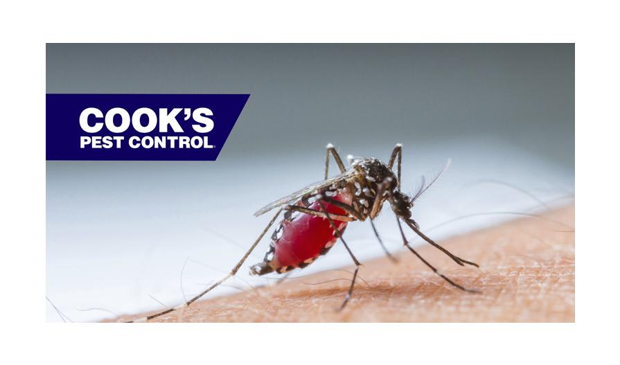 A close-up image of a mosquito feeding on human skin with a filled red abdomen, next to the Cook's Pest Control logo on a blue background.