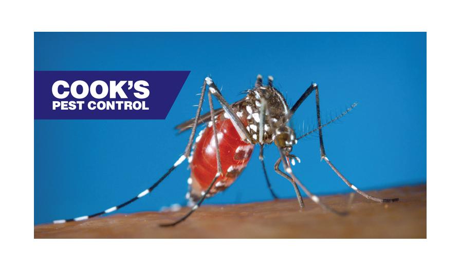 A close-up image of a mosquito feeding on human skin with a filled red abdomen, next to the Cook's Pest Control logo on a blue background.