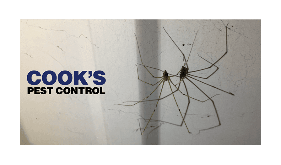 Two cellar spiders in a web with Cook's Pest Control logo.