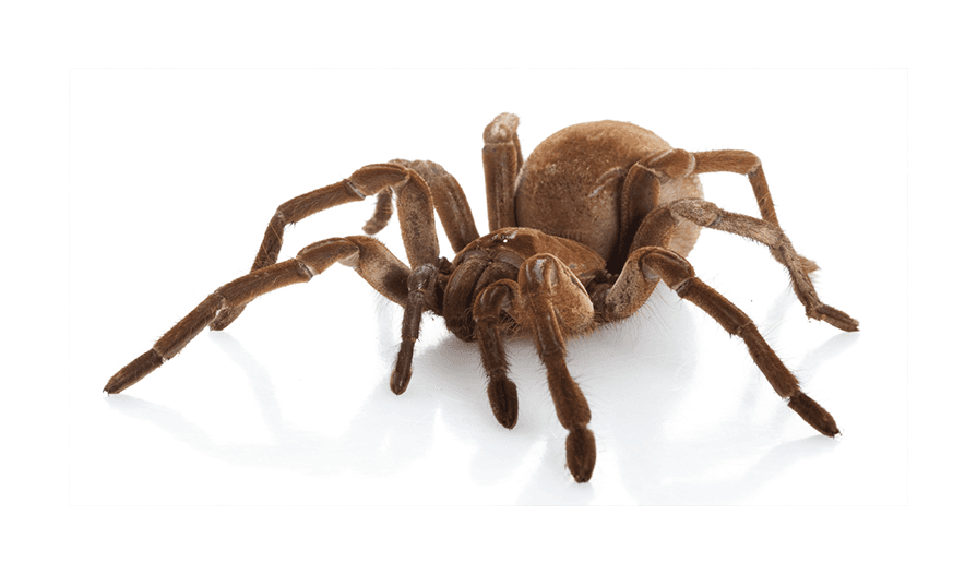 Goliath bird-eating tarantula against a plain white background.