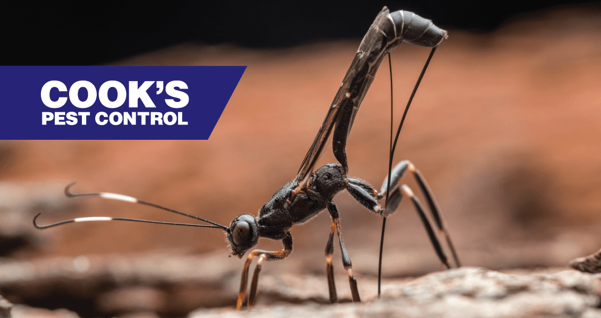 Closeup of a parasitic wasp with Cook's Pest COntrol logo.