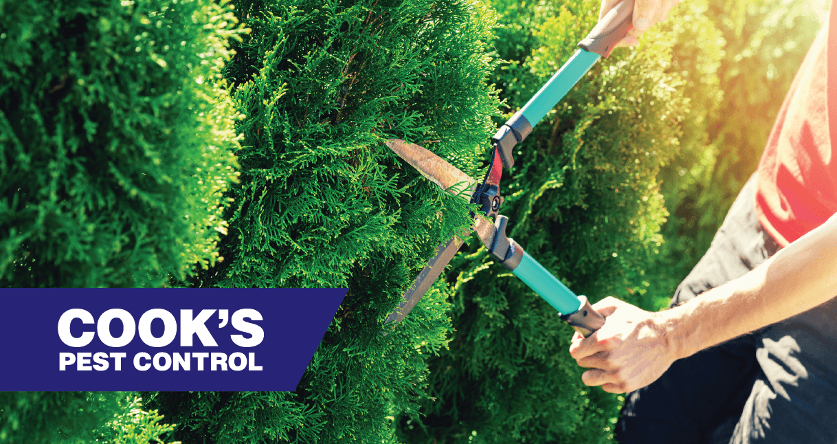 A person trimming a lush green hedge with manual hedge clippers on a sunny day, with the logo of Cook's Pest Control visible in the corner.