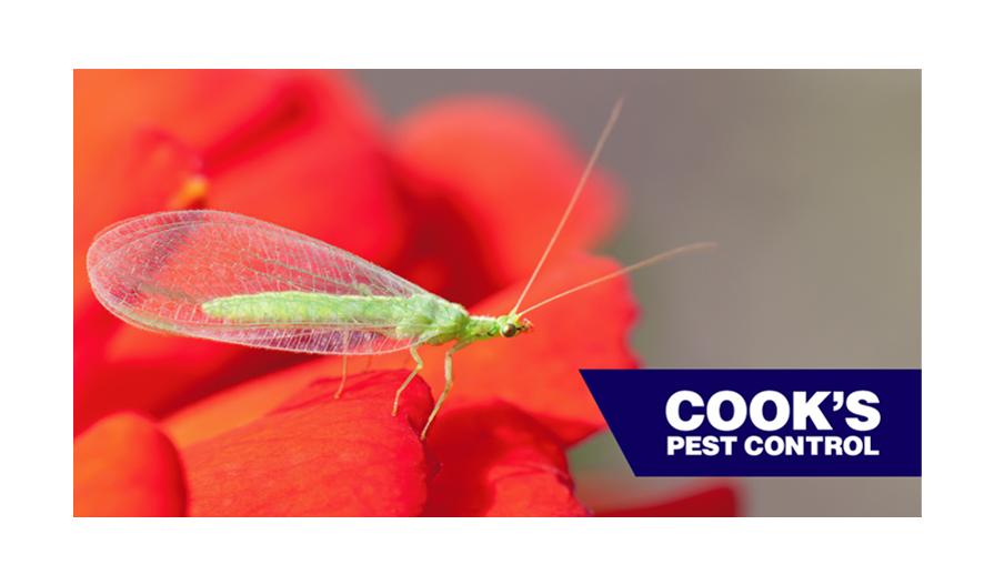 A green lacewing insect on a vibrant red flower with the "Cook's Pest Control" logo positioned in the lower right corner.