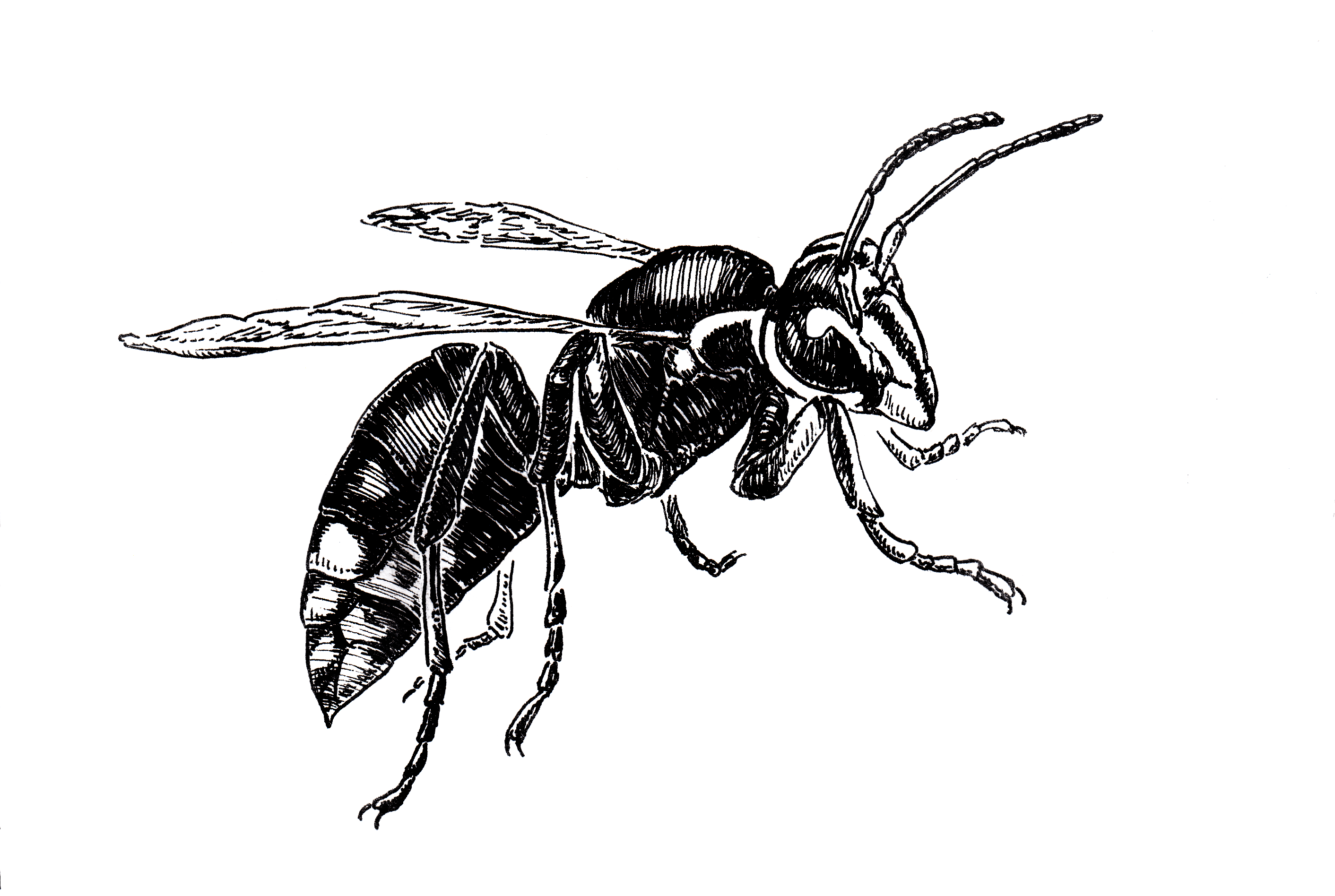 Baldfaced Hornet