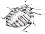 Detailed illustration of a bed bug with striped abdomen and six legs.