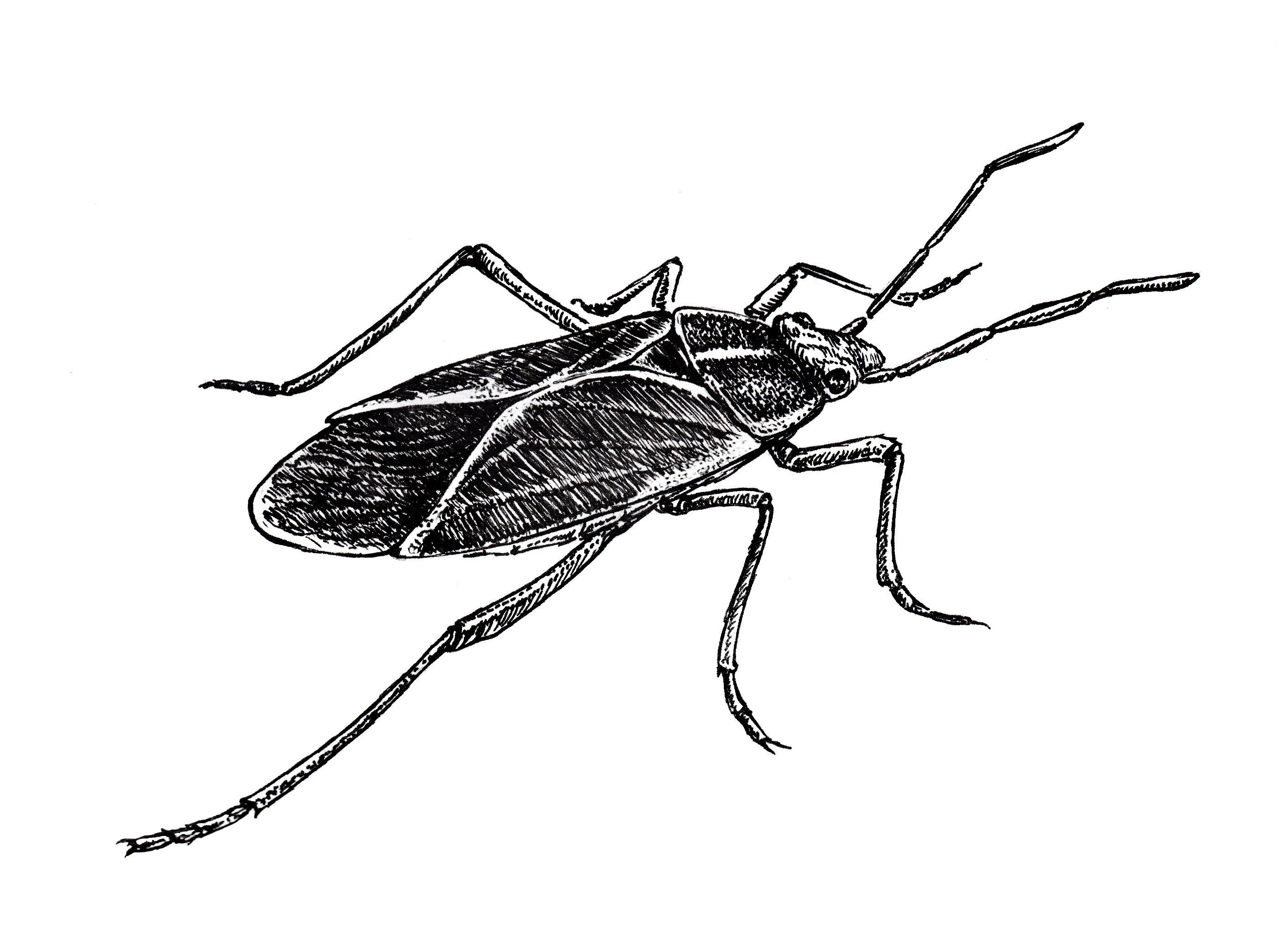 Boxelder Bug