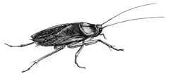 Artistic rendering of a cockroach with detailed antennae and body segments.