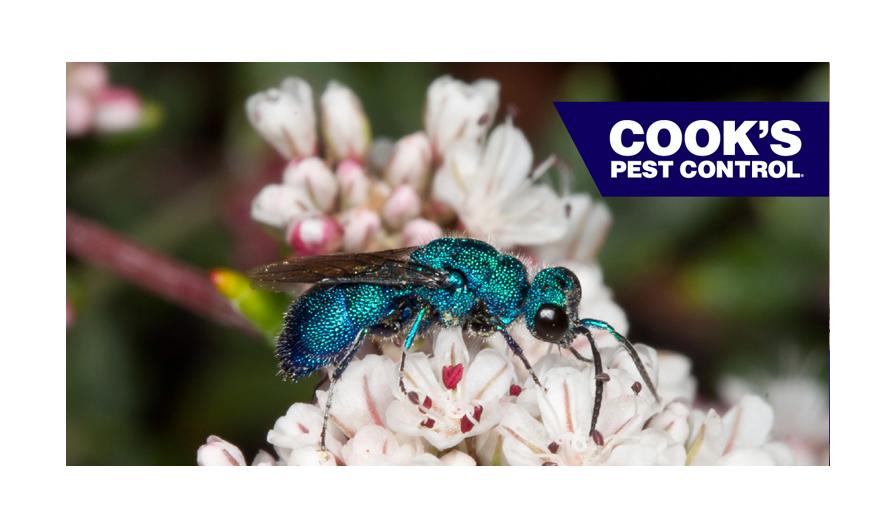 A cuckoo wasp on a cluster of white flowers with the Cook's Pest Control logo in the corner.