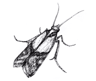 A black and white sketch of a moth with its wings closed, displaying detailed shading and linework to accentuate its form and texture.