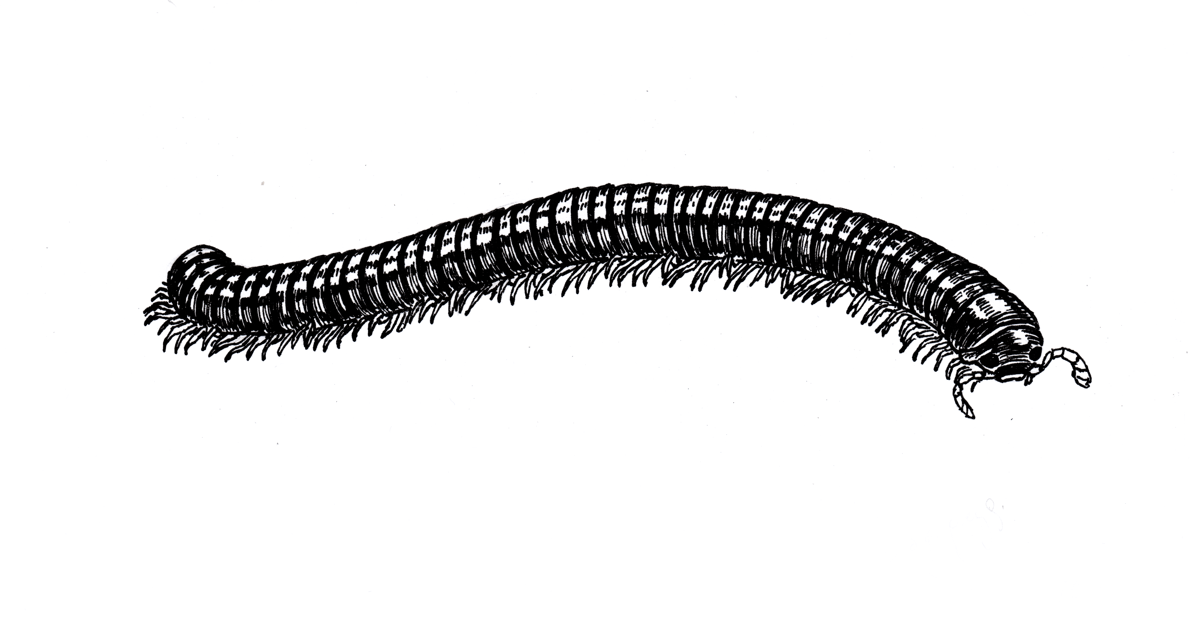 Millipedes