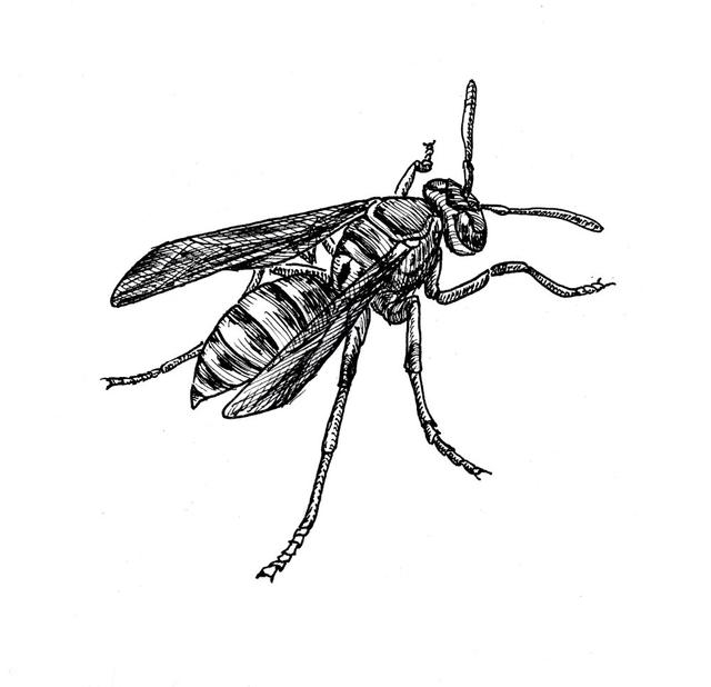 Wasps, Hornets, Yellowjackets