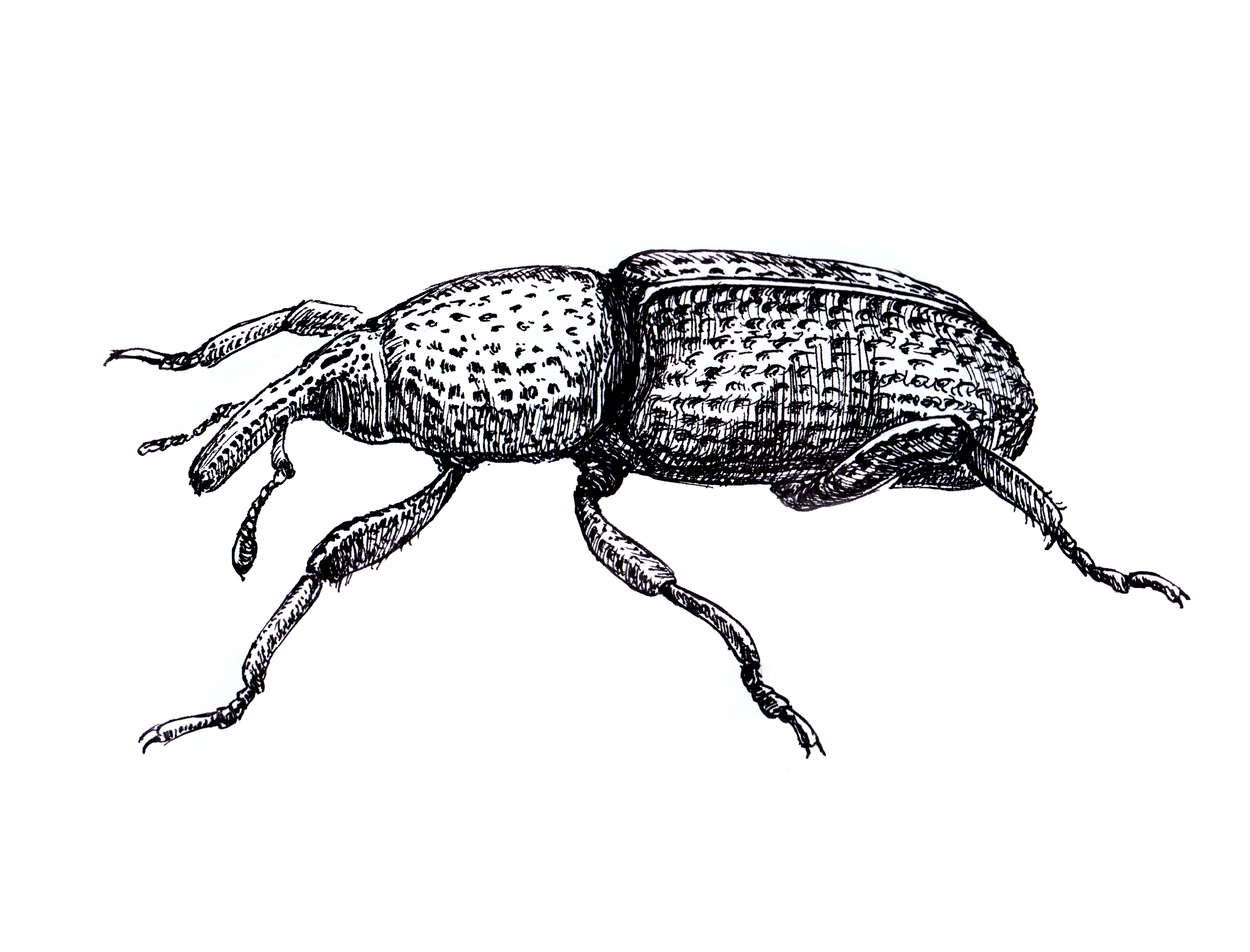 Rice Weevil