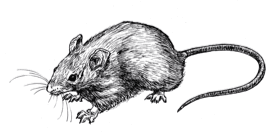 Intricate sketch of a house mouse with fine fur detail and a long tail.