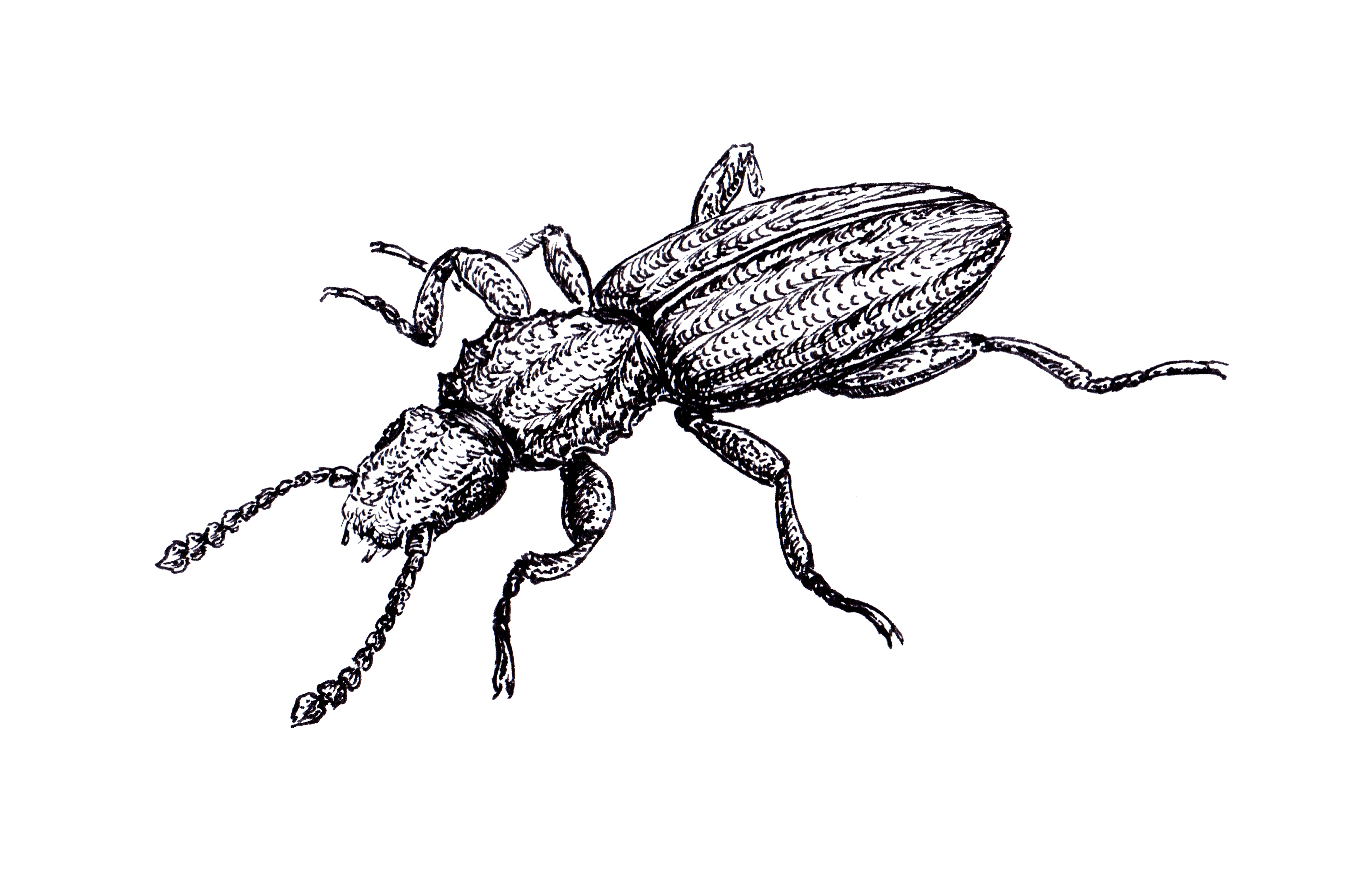 Saw-toothed Grain Beetle