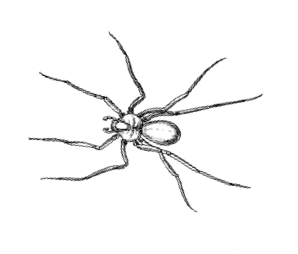 Sketch of a spider portrayed on a slanted angle with a shadowed effect.