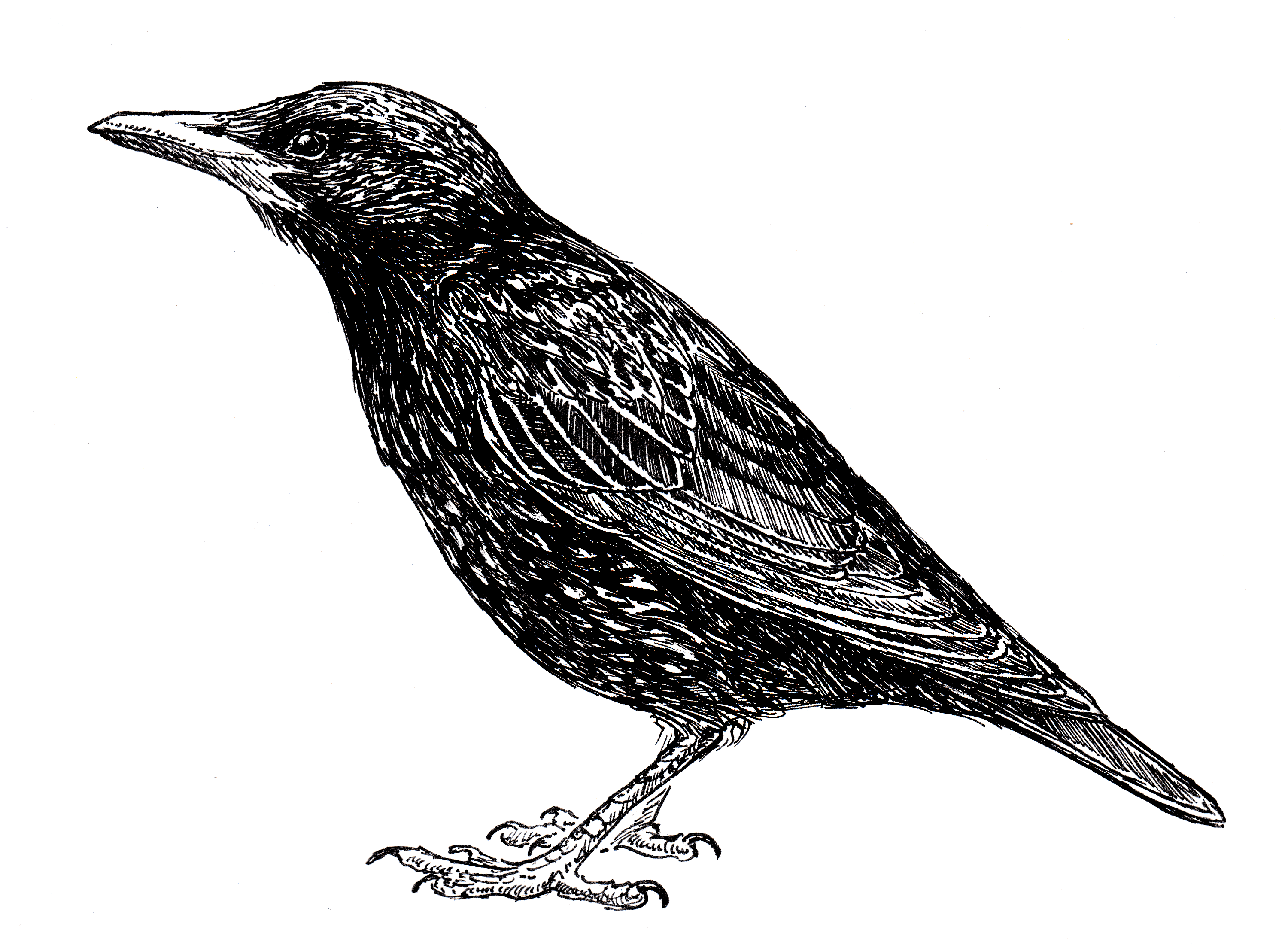 European Starling