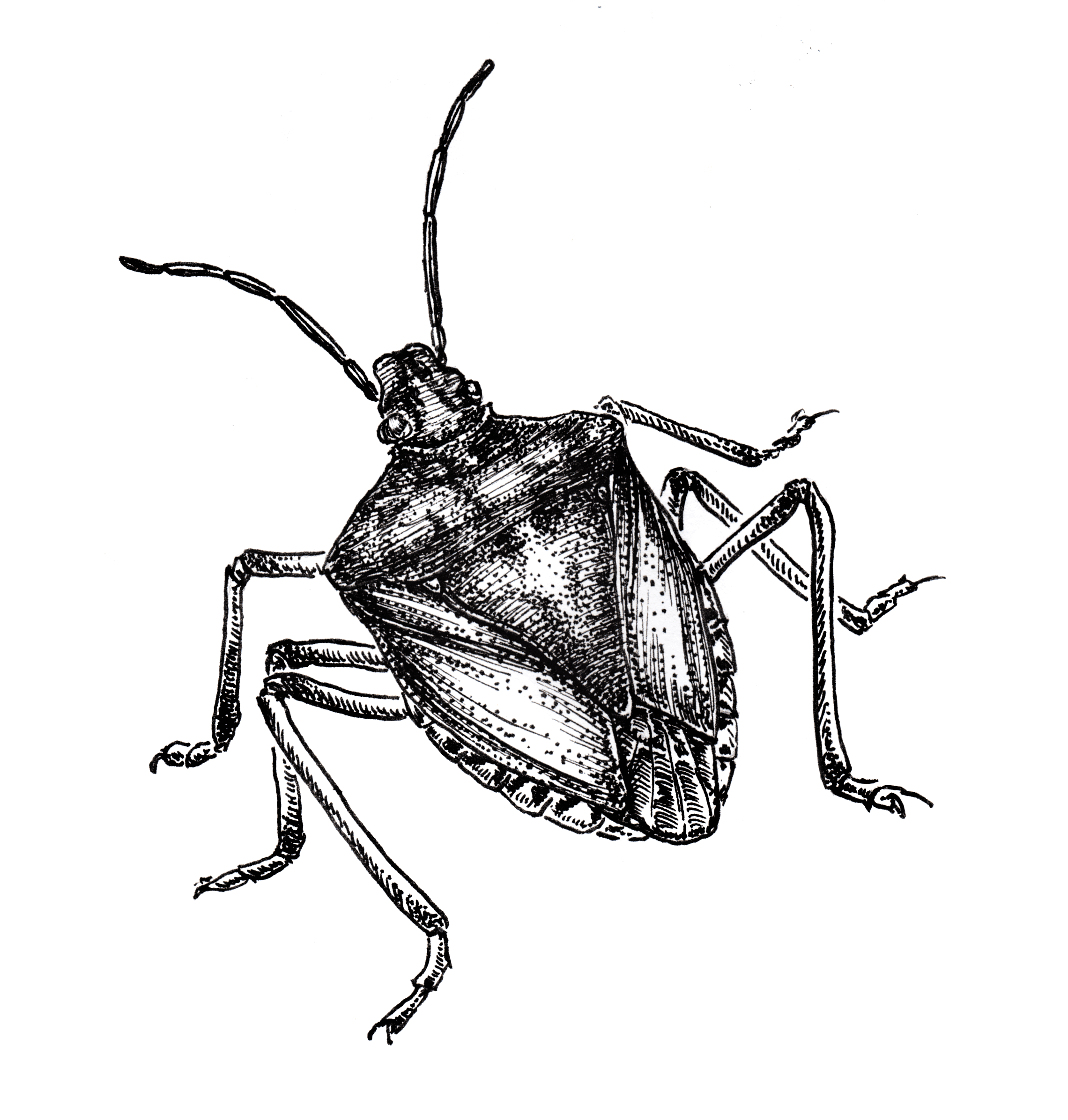 Brown Marmorated Stink Bug