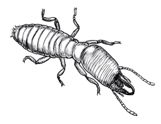 Formosan Subterranean Termites