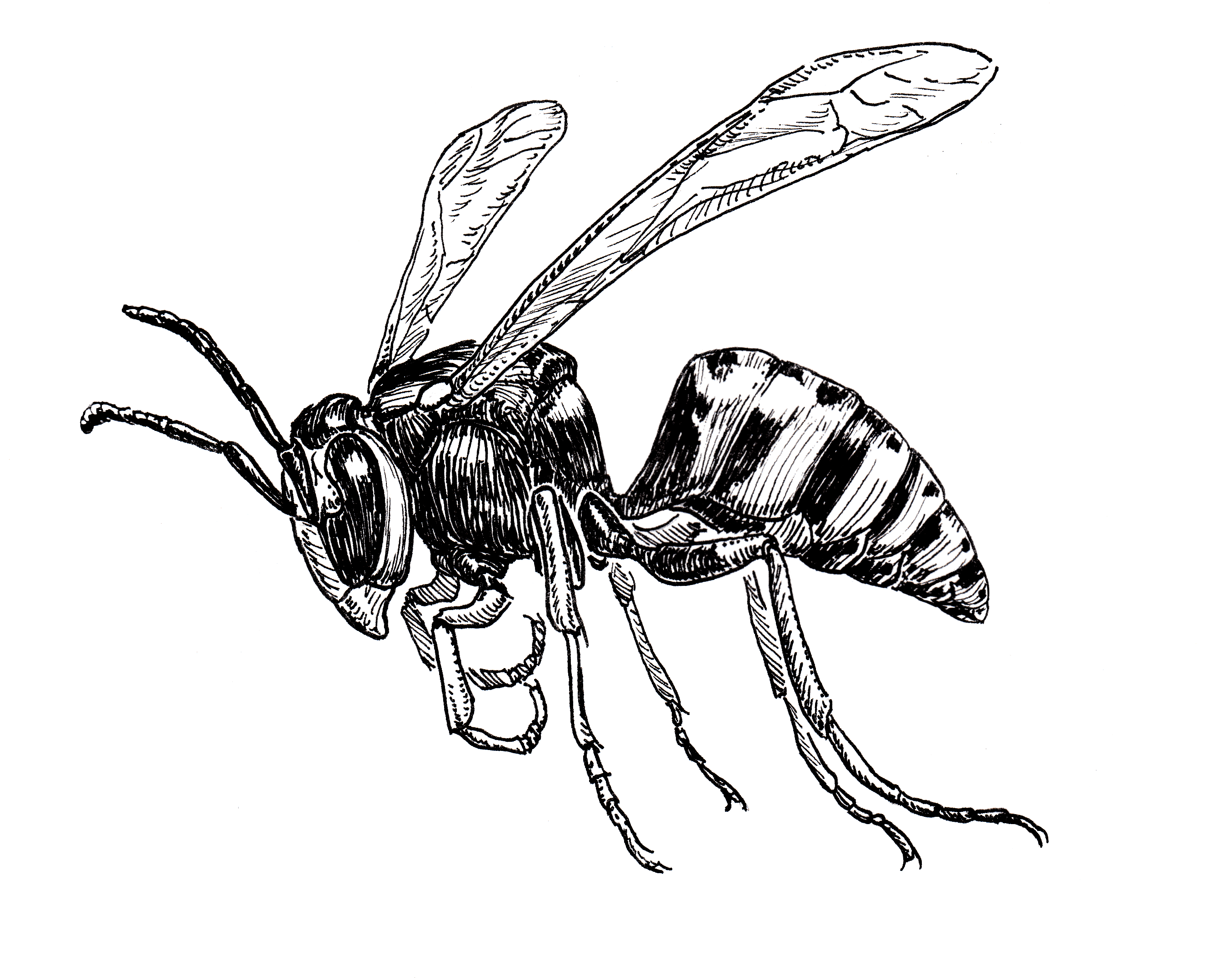 Yellowjacket