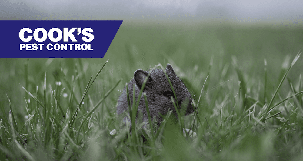 A field mouse in grass with "Cook's Pest Control" logo