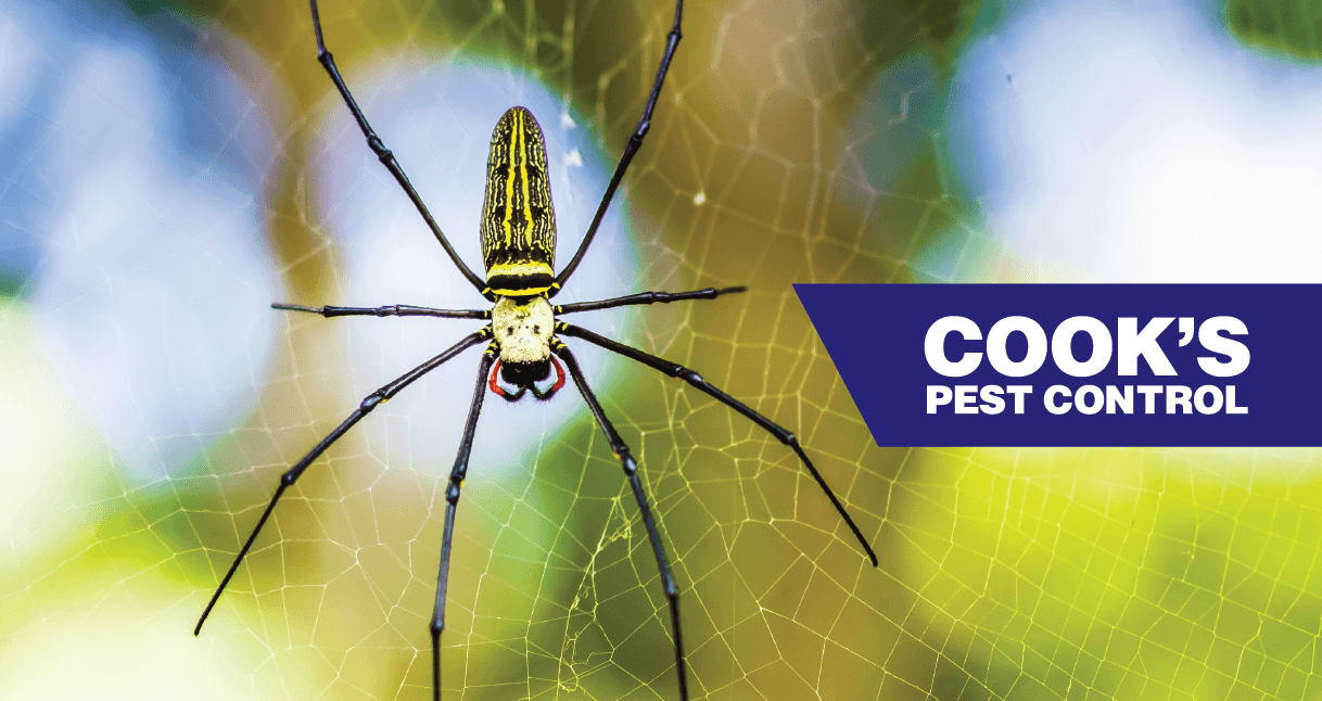 A golden orb weaver spider on a web with the Cook's Pest Control logo.