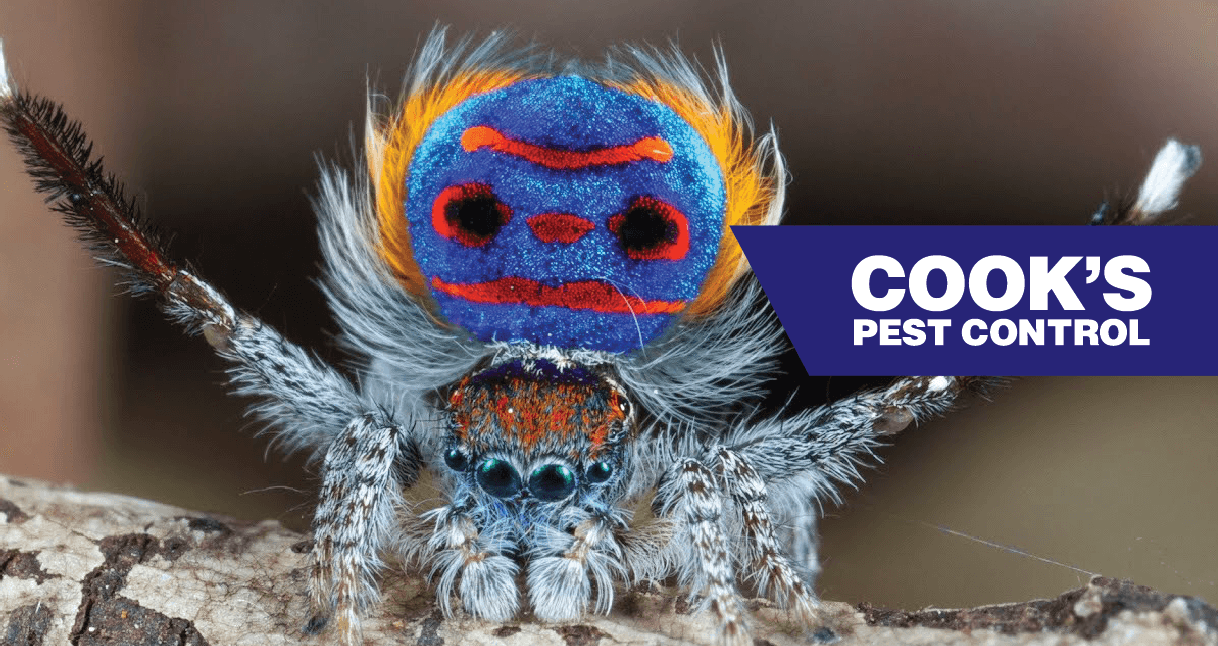 Colorful peacock jumping spider with "Cook's Pest Control" logo.