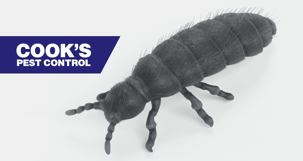 Close-up of a snow flea with the logo "Cook's Pest Control" in the corner.