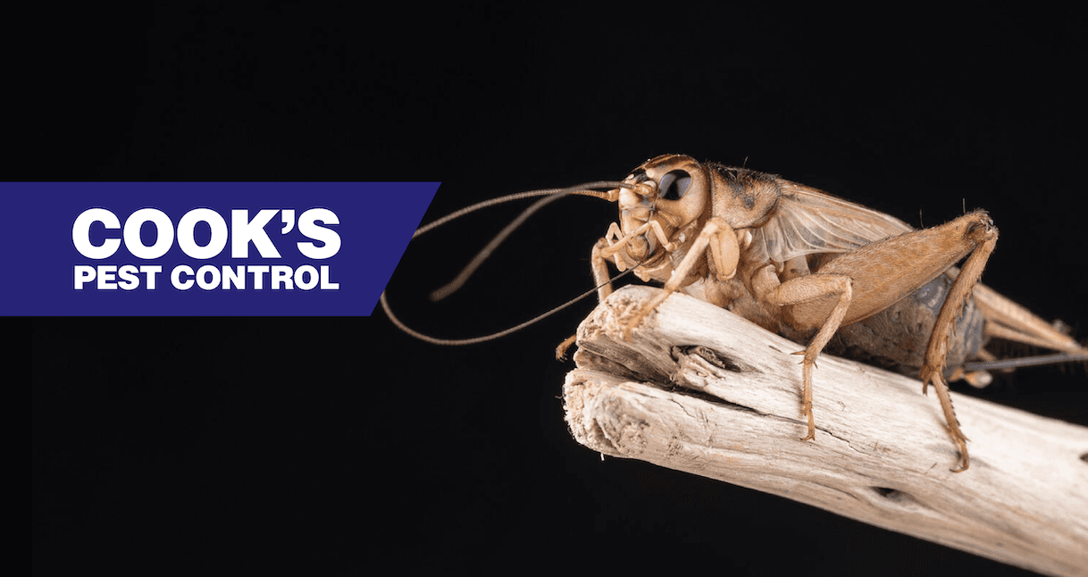 Cricket on a twig against a dark background with Cook's Pest Control logo.