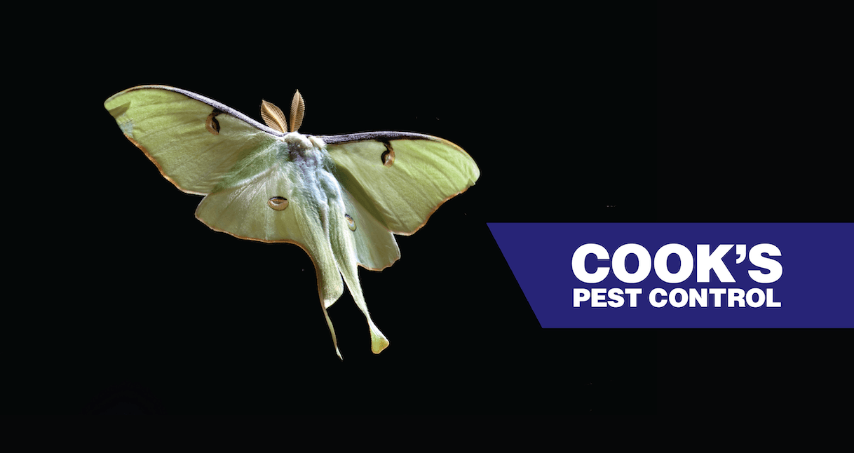 Luna moth in flight against a dark background with Cook's Pest Control logo.